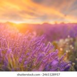 如何在申博娱乐城中获得更高的胜率与收益 4ypz68