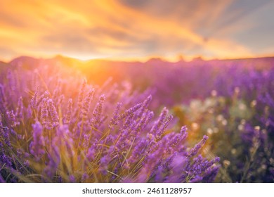 如何在申博娱乐城中获得更高的胜率与收益