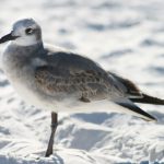 如何在百乐宫平台上安全高效地进行在线投注 aw67cro6