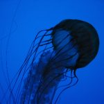 如何在红足一世娱乐中获得最佳游戏体验与奖励 kcgzo888g