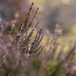 19069期大乐透开奖结果揭晓:幸运号码震撼公布 g152l